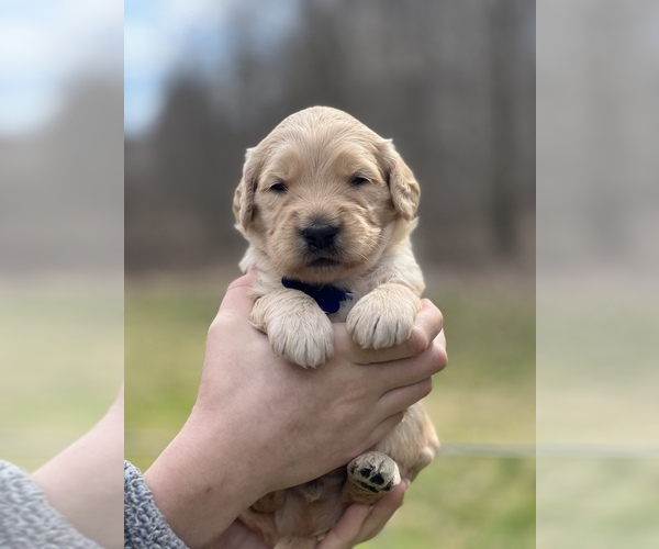 Medium Photo #6 Goldendoodle Puppy For Sale in MORGANTOWN, IN, USA