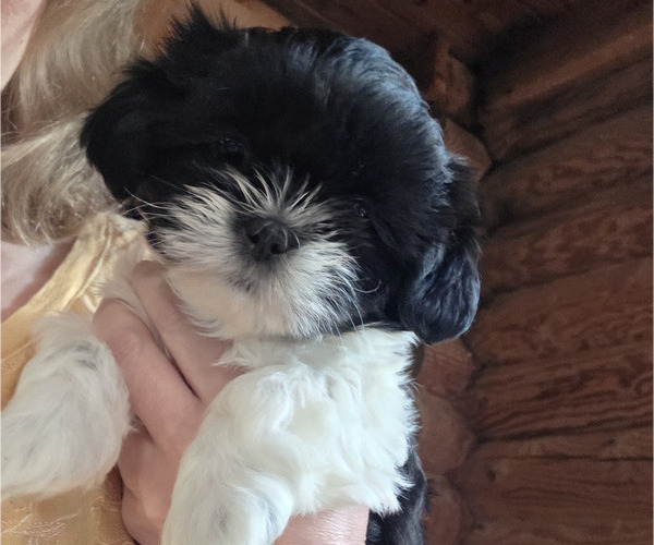 Medium Photo #2 Shih Tzu Puppy For Sale in XENIA, OH, USA