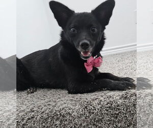 Mutt Dogs for adoption in Morganville, NJ, USA