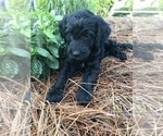 Small Photo #3 Goldendoodle Puppy For Sale in PINEHURST, NC, USA