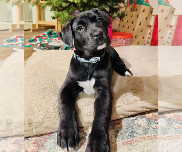 Medium Photo #2 German Shepherd Dog-Weimaraner Mix Puppy For Sale in Princeton, MN, USA