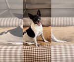 Small Photo #3 Rat Terrier Puppy For Sale in Weston, FL, USA