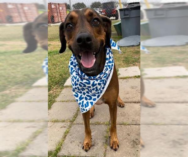 Medium Photo #3 Redbone Coonhound Puppy For Sale in Rosenberg, TX, USA