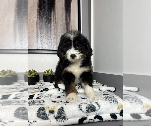 Medium Photo #2 Miniature Bernedoodle Puppy For Sale in FRANKLIN, IN, USA