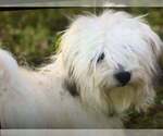 Small Photo #4 Cotonese Puppy For Sale in ORLANDO, FL, USA
