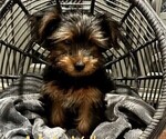 Small Photo #21 Yorkshire Terrier Puppy For Sale in SACRAMENTO, CA, USA