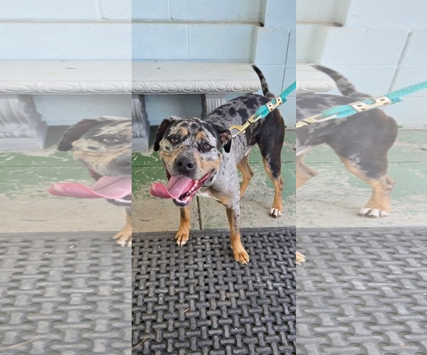 Medium Photo #5 Labrador Retriever-Unknown Mix Puppy For Sale in Rustburg, VA, USA