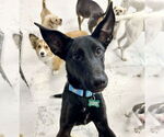 Small #2 German Shepherd Dog Mix