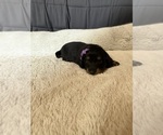 Small #1 Dachshund