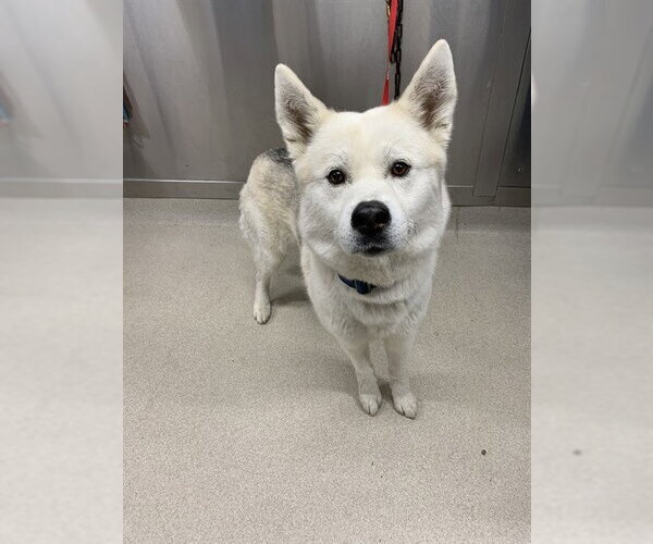 Medium Photo #1 Akita-Siberian Husky Mix Puppy For Sale in Fairbanks, AK, USA