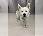 Small Akita-Siberian Husky Mix