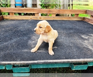 Golden Retriever Puppy for sale in LEON, KS, USA
