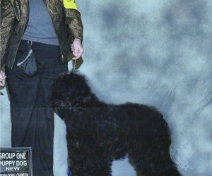 Mother of the Barbet puppies born on 06/03/2026