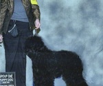 Small Photo #1 Barbet Puppy For Sale in GREENBANK, WA, USA