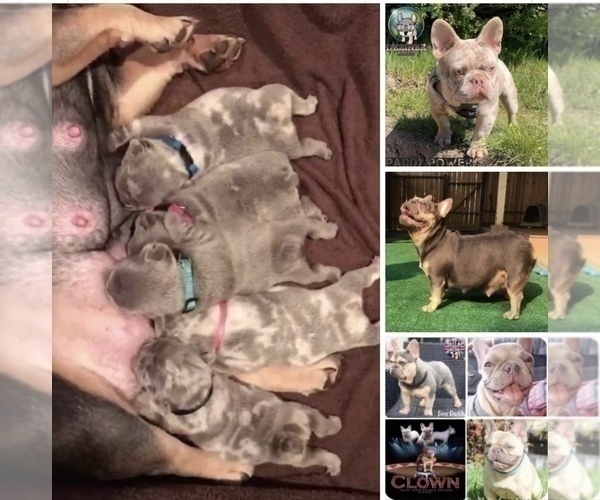 Medium Photo #3 French Bulldog Puppy For Sale in PLACERVILLE, CA, USA