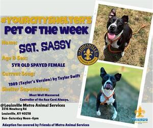American Pit Bull Terrier-Unknown Mix Dogs for adoption in Louisville, KY, USA