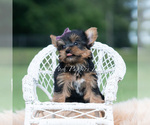 Puppy Sugar Plum Yorkshire Terrier