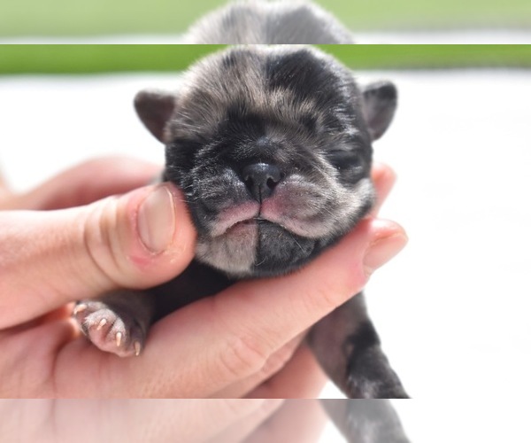 Medium Photo #1 Pug Puppy For Sale in PALM COAST, FL, USA