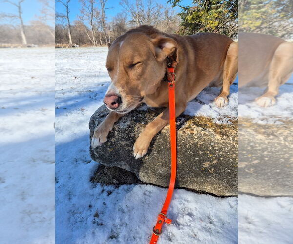 Medium Photo #3 Labrenees Puppy For Sale in Techny, IL, USA