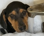 Small #2 Labrador Retriever-Rhodesian Ridgeback Mix