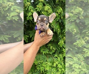 French Bulldog Puppy for sale in BROOKLYN, NY, USA