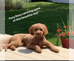 Small Photo #1 Aussiedoodle Puppy For Sale in DEFIANCE, OH, USA