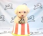 Small Photo #15 Maltipoo Puppy For Sale in LAS VEGAS, NV, USA