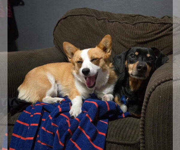 Medium Photo #4 Mutt Puppy For Sale in Denver , CO, USA