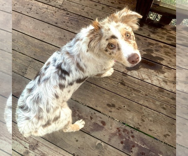 Medium Photo #7 Australian Shepherd Puppy For Sale in SPOKANE, WA, USA