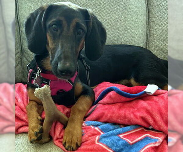 Medium Photo #2 Basset Hound-German Shepherd Dog Mix Puppy For Sale in Deepwater, NJ, USA