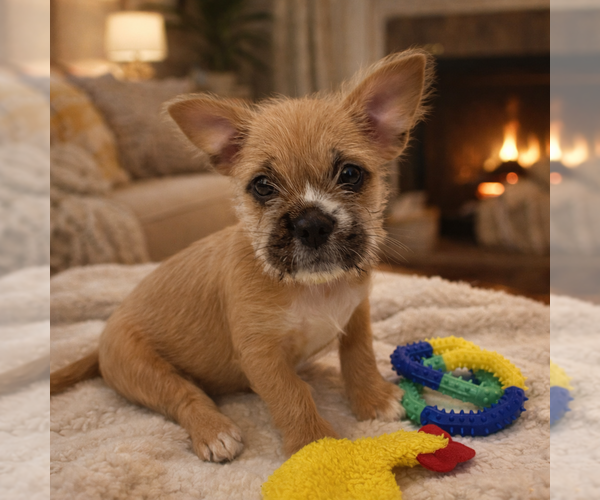Medium Photo #1 French Bulldog Puppy For Sale in Menifee, CA, USA