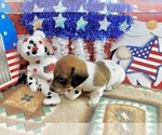 Small #3 Dachshund
