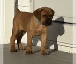 Small #2 Cane Corso