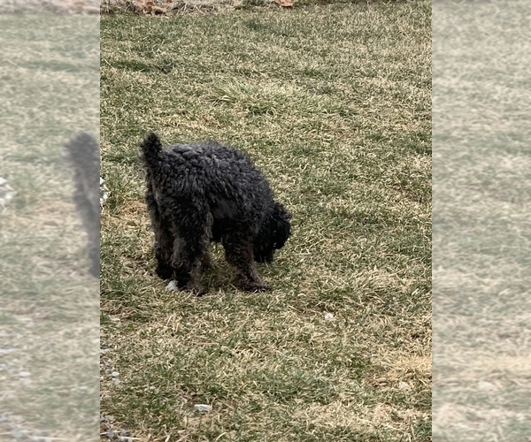 Medium Photo #1 Poodle (Miniature) Puppy For Sale in TIPPECANOE, IN, USA