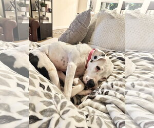 Boxer-Pointer Mix Dogs for adoption in Houston, TX, USA