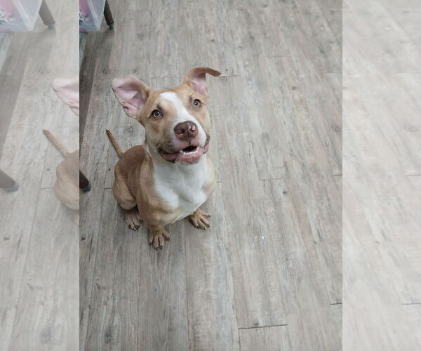 Medium Photo #14 Mutt Puppy For Sale in Murfreesboro, NC, USA