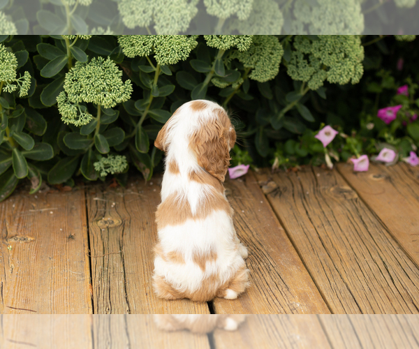 Medium Photo #17 Cocker Spaniel Puppy For Sale in NAPPANEE, IN, USA