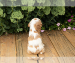 Small #16 Cocker Spaniel