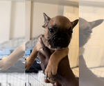 Puppy 4 French Bulldog
