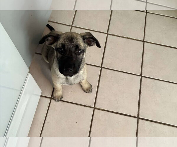Medium Photo #3 Black Mouth Cur-Labrador Retriever Mix Puppy For Sale in Hillsboro, MO, USA