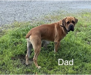 Father of the Cane Corso puppies born on 05/02/2026