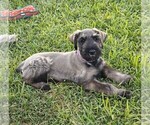 Puppy Maximilian Schnauzer (Giant)