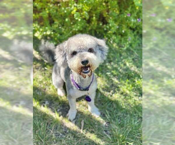 Medium Photo #1 Mutt Puppy For Sale in Pittsburg, CA, USA