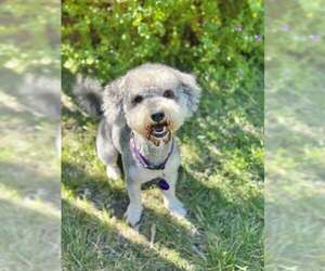 Mutt Dogs for adoption in Pittsburg, CA, USA
