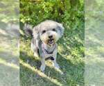 Small Mutt