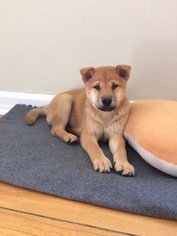 Shiba Inu Puppy for sale in PORTLAND, ME, USA