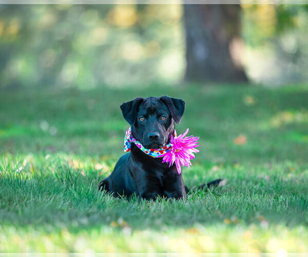Medium Photo #1 Chocolate Labrador retriever-Unknown Mix Puppy For Sale in Unionville, PA, USA