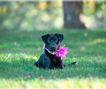 Choc Lab Mix Pups Girls - Female Chocolate Labrador retriever-Unknown Mix Dog for Adoption - Small photo