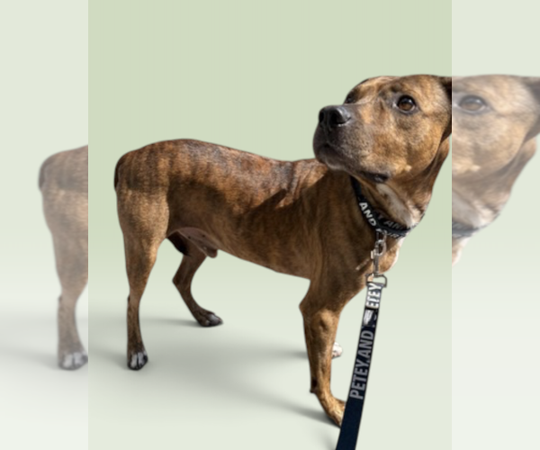 Medium Photo #1 Mutt Puppy For Sale in Rockville, MD, USA