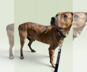 Mutt Dogs for adoption in Rockville, MD, USA